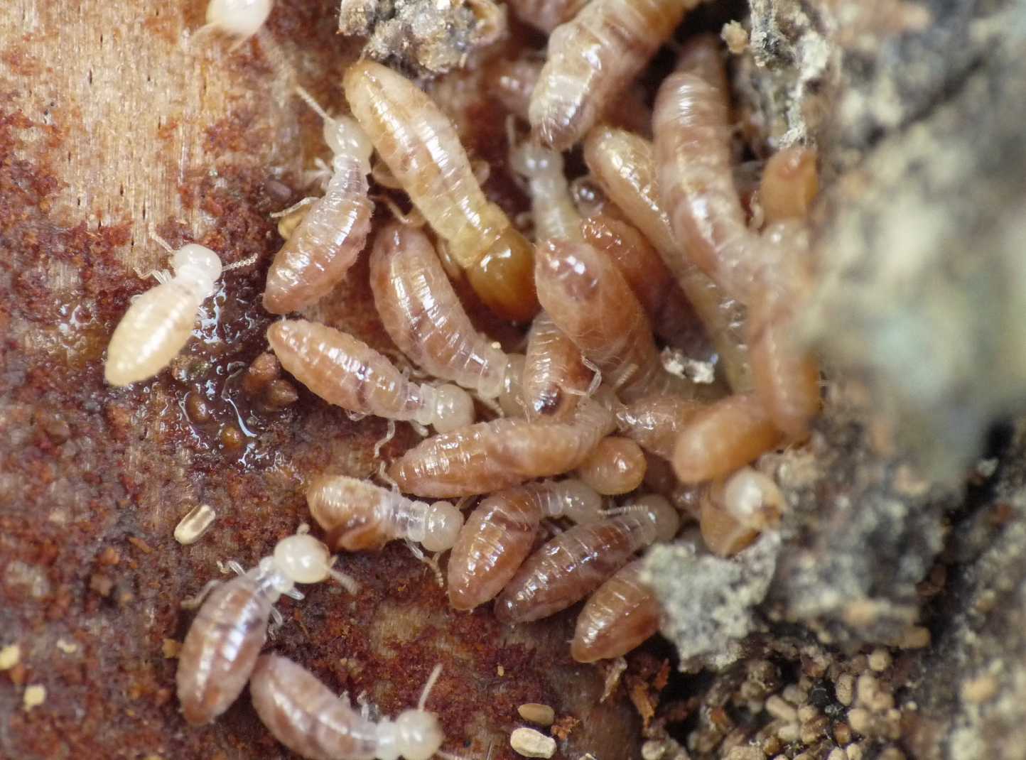 Kalotermes flavicollis